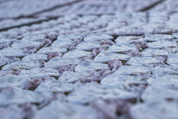 fresh squid on fishing net drying by solar energy,dried squids processing.