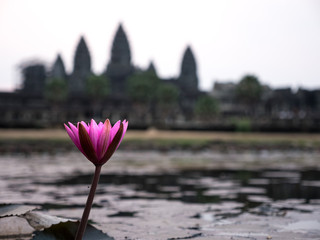 Lotus flower in front of Angkor Wat, Siem Reap, Cambodia