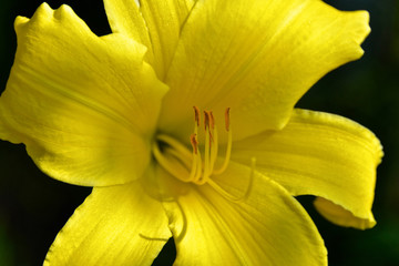 Yellow Day Lilly Flower