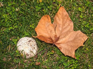 Mushroom on the grass