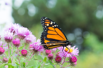 Butterfly on Flower