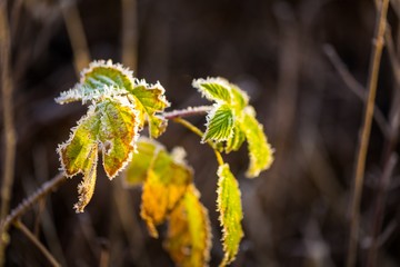 Rime on plants at cold winter day