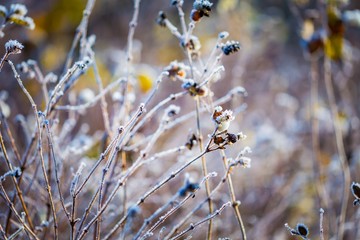 Rime on plants at cold winter day