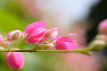 Pink mexican creeper flowers