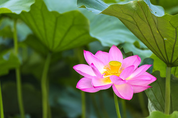 The Lotus Flower.Background is the lotus leaf.
The shooting place is Shinobazuke in Ueno Park in Ueno, Taito-ku, Tokyo Japan.