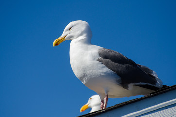 A beautiful portrait of seagull at port of San Francisco, Califo