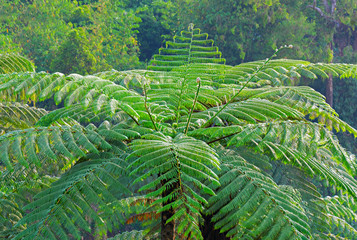 Philippine Flora