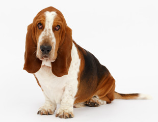Dog, basset hound, isolated  - Powered by Adobe