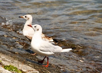 couple of black-headed gulls, Chroicocephalus ridibundus, on Constance lake , Bavaria, Germany 