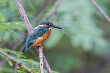 common kingfisher