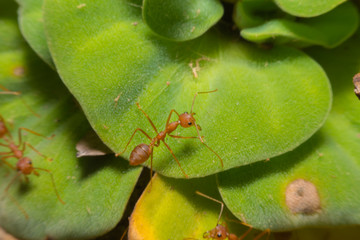 Red ant Macro view