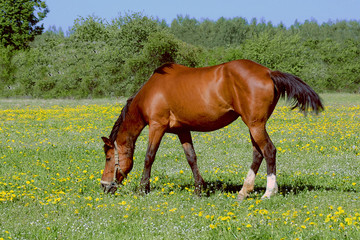 Obraz premium The horse in the pasture