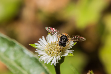 Honey Bees Pollinating Clover,macro view