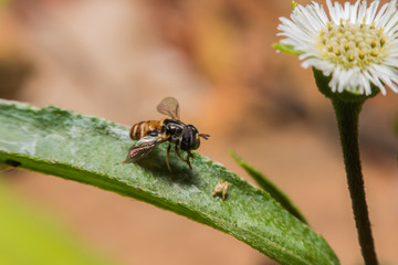 Honey Bees Pollinating Clover,macro view