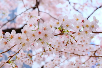 満開の桜