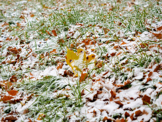 The first dropped-out snow has covered a green grass and yellow fallen leaves at the end of October.