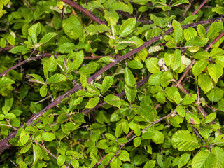 Natural texture of leaves