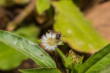 Honey Bees Pollinating Clover,macro view