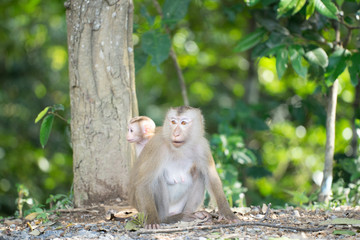 Baby and mum monkey is looking for something to eat in the fores