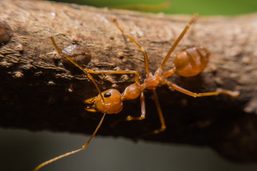 Red ant macro view in nature