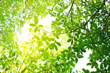 Green leaf background.
