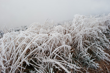 Close up frost high grass on fog.