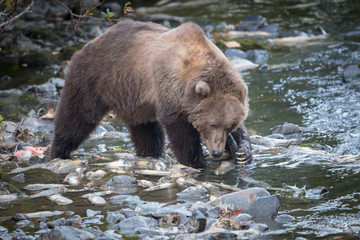 Three year old Kodiak Bear making quick use of it's claws.
