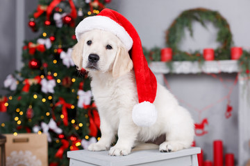 Christmas portrait of two puppies on the background of the Christmas tree,puppy with red bows at...