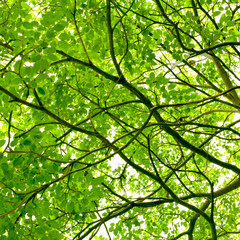 Green leaf background.