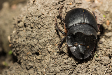 Beetle, Tri Horned Beetle (Catharsius molossus)