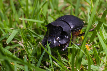 Beetle, Tri Horned Beetle (Catharsius molossus)