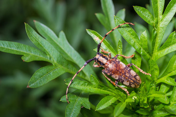The Longhorn beetle