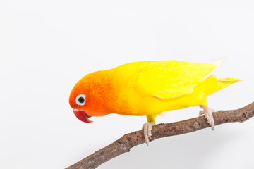 Yellow Lovebird on branch