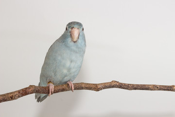 Mauve Forpus, Parakeet, Bird