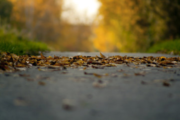 Bunte Blätter auf grauen Asphalt im Herbst