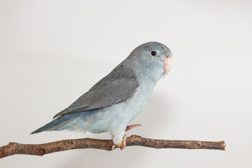 Mauve Forpus, Parakeet, Bird