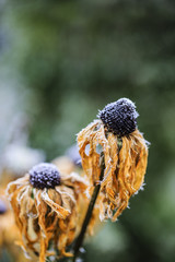 Winter in the garden. The first frosts and frozen rudbeckia flowers.