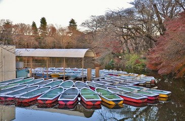 Many boats on the pond in Inokashira park, near Kichijoji Station, Tokyo, Japan. With red leaves background.