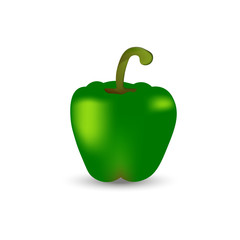 Realistic green pepper vector illustration on white background