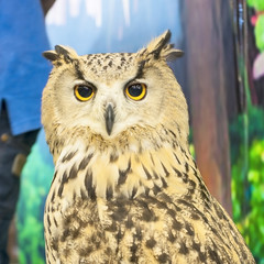 Eurasian Eagle Owl Portrait, Wildlife Preservation