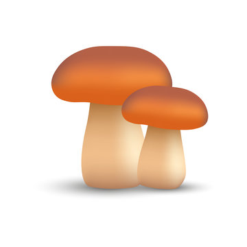 Realistic mushroom vector illustration on white background