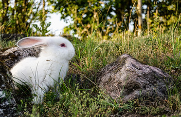 White Rabbit