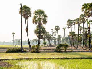 Fototapeta premium Rice paddy fields near Siem Reap, Cambodia