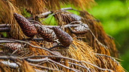conifer fruits with brown needle foliage
