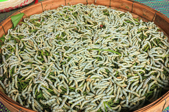 silkworm