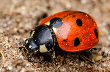 Macro photo of ladybug.