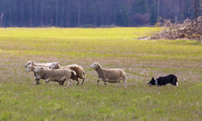 Border collie  in action to herd sheep.