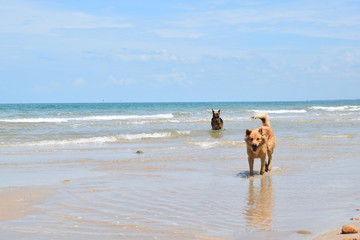 Fototapeta na wymiar Happy dog playing at the beach