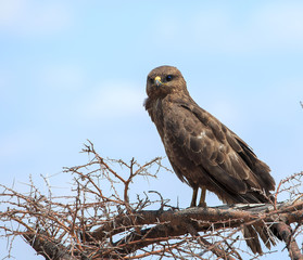 Buzzard perched on thorn tree