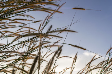 flowers grass with sky sunset background in winter